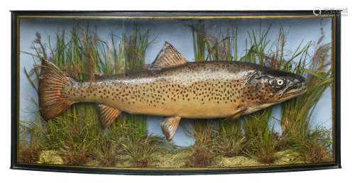 A cased ferox trout by J. Cooper, Radnor Street, London  39cm high, 83cm wide