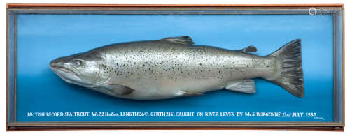 The British Record Sea Trout, a cased fishing trophy By George Jamieson, Edinburgh