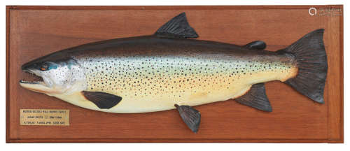 A model of the British Record Loch Awe Brown Trout