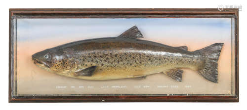 A cased and mounted Sutherland Brown Trout