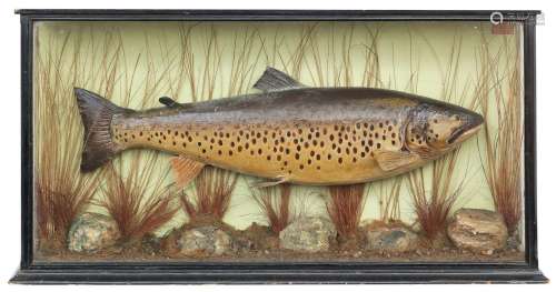 A cased Ferox Trout By A. Macleay, Inverness