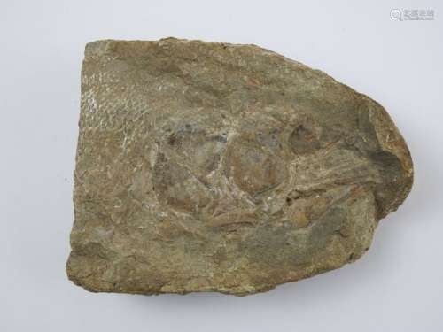 Fragment de fossile de poisson. 11 cm. Expert : Je…