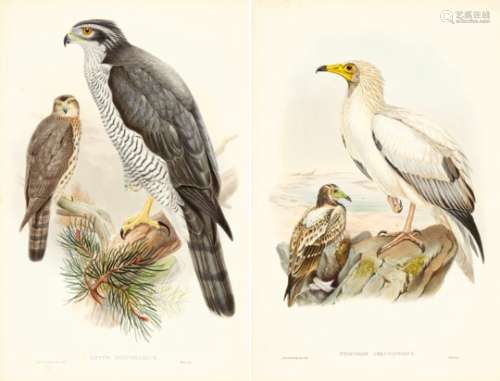 The Birds of Great Britain12 altkolorierte Lithografien nach Vorlagen von John Gould, Josef Wolf und