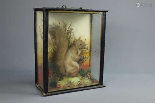 A Taxidermy Squirrel, housed in a glass case, approx 28 x 36 x 14 cms