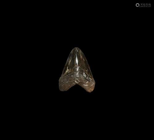 Natural History - Megalodon Fossil Shark Tooth