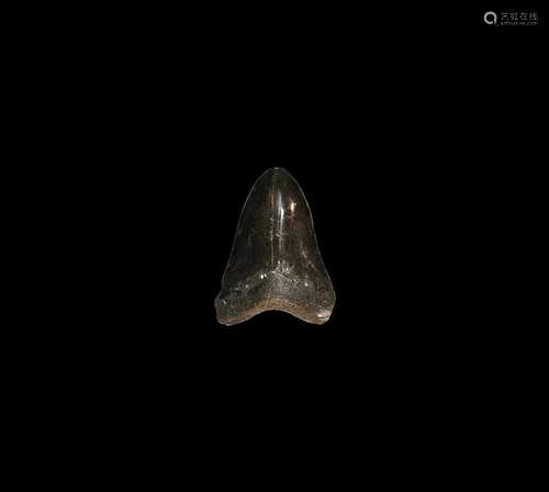 Natural History - Megalodon Fossil Shark Tooth