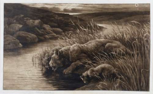 Herbert Dicksee - Peace (Lions on a Riverbank), etching on vellum, signed in pencil, published by