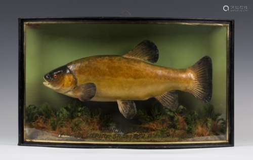 A mid-20th century taxidermy specimen of a tench, preserved by 'J. Cooper & Sons, 78 Bath Road,