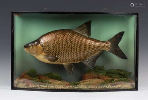 A mid-20th century taxidermy specimen of a bream, preserved by 'J. Cooper & Sons, 78 Bath Road,