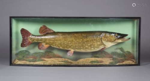 A mid-20th century taxidermy specimen of a pike, preserved by 'J. Cooper & Sons, 78 Bath Road,