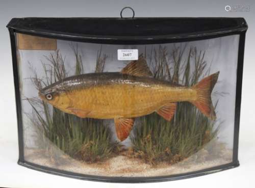 A late 19th century taxidermy specimen of a fish, possibly a rudd, preserved by 'Wm Gibson, 19,