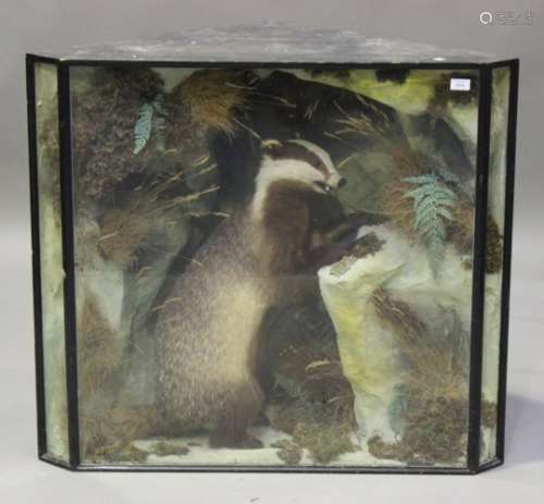 A 19th century taxidermy specimen of a badger, preserved by 'H.T. Shopland, Carver, Gilder and