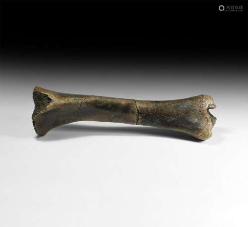 Natural History - Fossil Horse Leg Bone