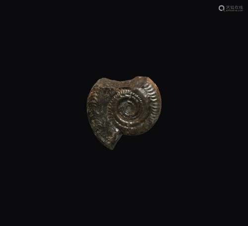 Natural History - Ammonite Fragment