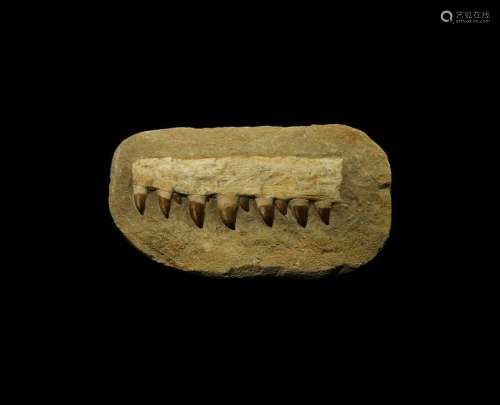 Natural History Reconstructed Mosasaur Jaw