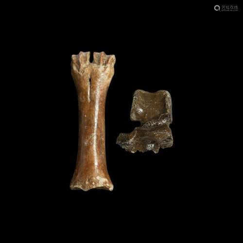 Fossil Bison Leg Bone and Vertebra