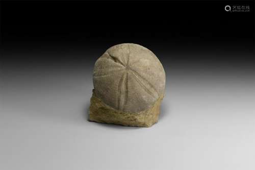 Natural History - Fossil Sea Urchin