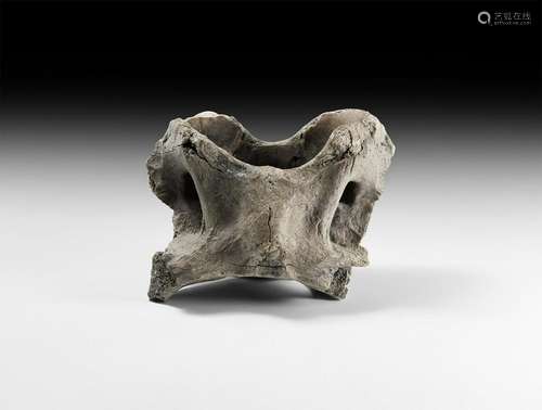 Natural History - Ice Age Bison Cranium