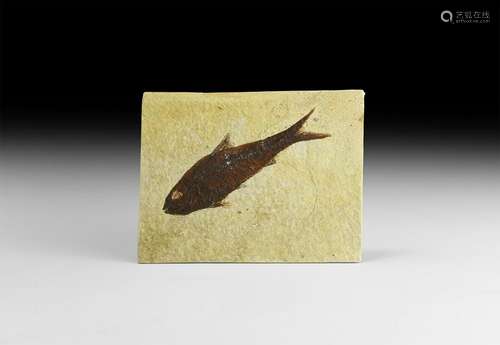 Wyoming Knightia Alta Fossil Fish