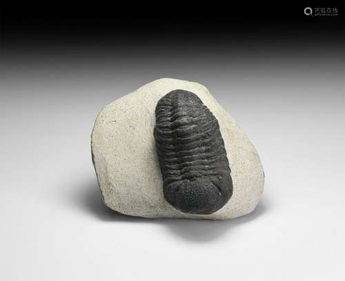 Natural History - Fossil Trilobite