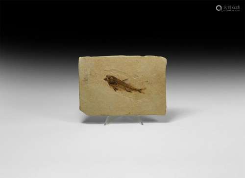 Natural History - Fossil Dapalis Macrurus Fish