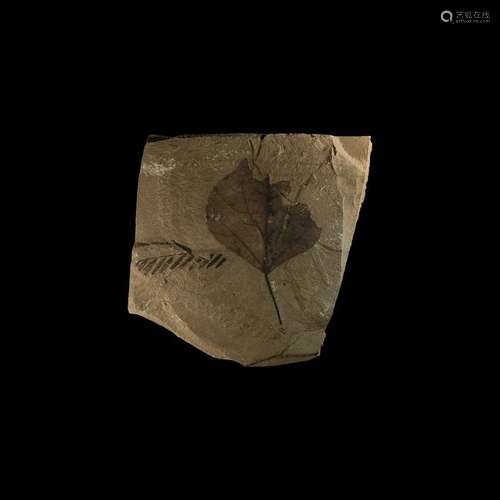 Natural History - Fossil Poplar Leaf