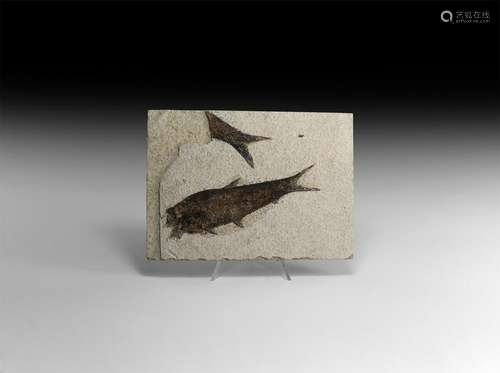 Natural History - Fossil Diplomystus Fish