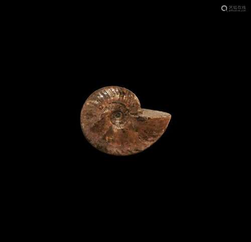 Natural History - Fossil Opal Lustre Ammonite
