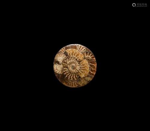 Natural History - Ammonite Composite Plate