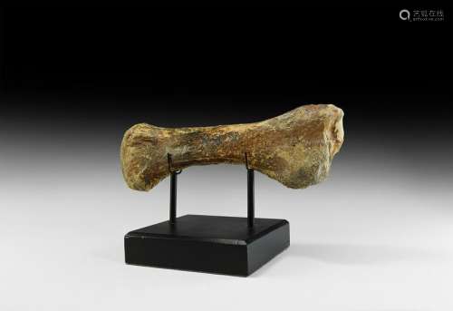 Natural History - Ice Age Bison Tibia Bone