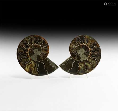 Natural History - Cut and Polished Ammonite