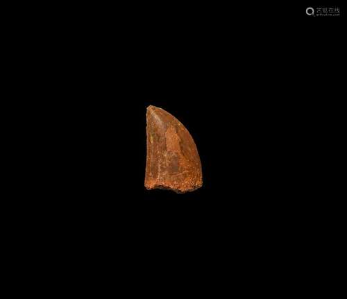 Fossil African T-rex Dinosaur Tooth