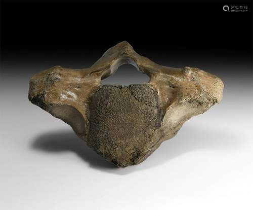 Woolly Mammoth Thoracic Vertebra