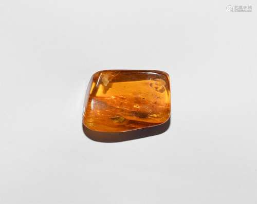 Polished Baltic Amber with Centipede