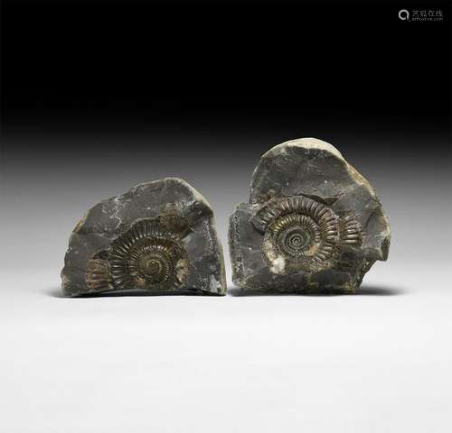 Natural History - Whitby Fossil Ammonite