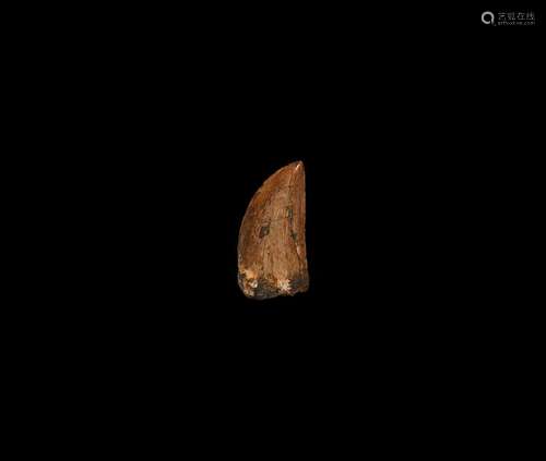 Natural History - African T-rex Tooth