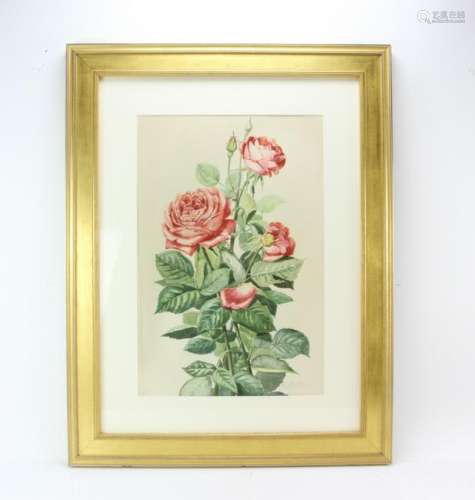 Emily Selinger, Still Life of Roses, Watercolor