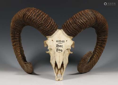 Mouflon ram hoorns en schedelmet inscriptie 10 12 …