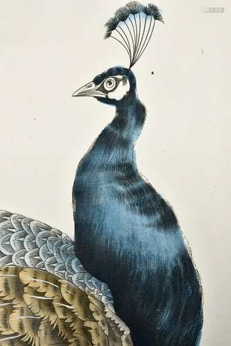 A CHINESE SCROLL PAINTING OF PEACOCK