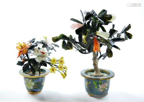 Group of Chinese Jade Trees