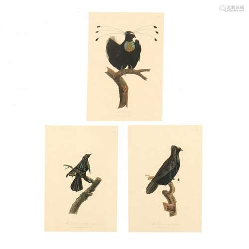 Three 19th-Century Ornithological Prints