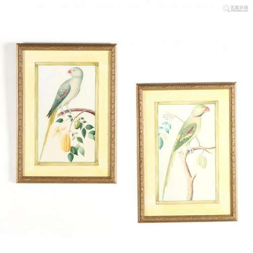 Pair of Framed Parrot Prints