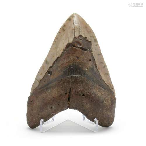 Imposing North Carolina Fossil Megalodon Tooth