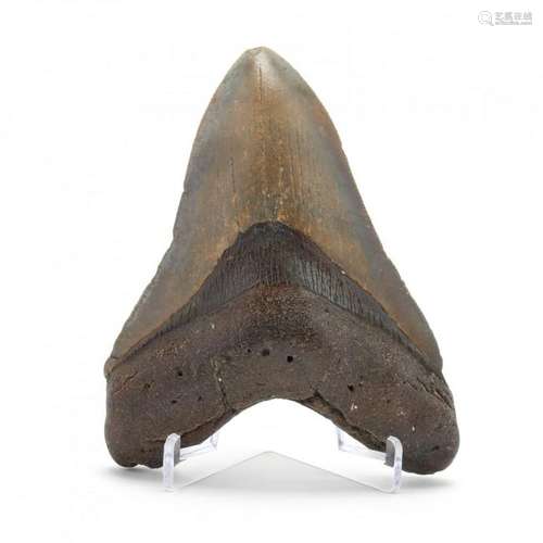 High Grade North Carolina Fossil Megalodon Tooth