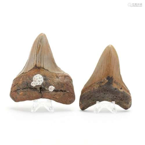 Two Mid-Size North Carolina Fossil Megalodon Teeth