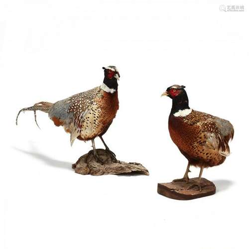 Pair of Vintage Taxidermy Pheasants