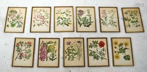 Eleven Framed Horticultural Prints