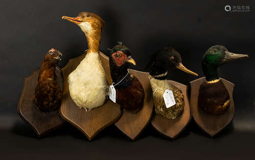 Taxidermy Interest Box Containing Five Mounted Duck Heads, To Include A Merganser, Mallard etc 4