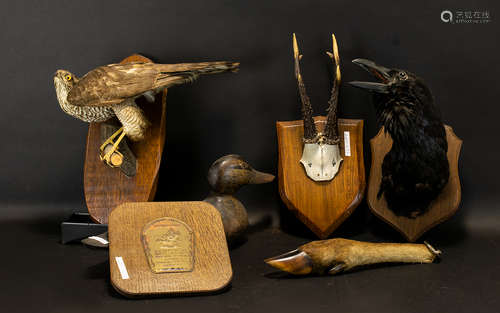 Taxidermy Interest To Include A Crows Head On Oak Shield Shape Mount, Small Hawk On Branch And Oak