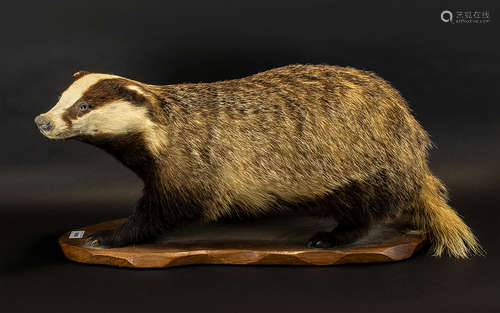 Mid-Victorian Period Taxidermy Large Badger Figure - fine quality specimen. In a standing